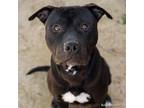 Adopt A685778 a Staffordshire Bull Terrier, Mixed Breed