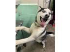 Adopt ZAMBONI a Siberian Husky