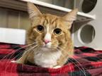 Adopt HECTOR a Domestic Medium Hair