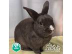 Adopt MOCHA a Bunny Rabbit