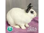 Adopt BOBBY a Bunny Rabbit