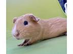 Adopt PICKLES a Guinea Pig