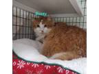 Adopt Rusty a Domestic Long Hair