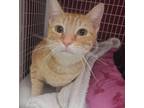 Adopt Josh-E a Domestic Short Hair