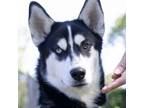 Adopt Eric - ECAS a Siberian Husky