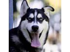 Adopt Cory - ECAS a Siberian Husky