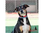 Adopt MIKE a Hound, Mixed Breed