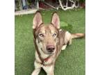 Adopt Grey Wind a Siberian Husky