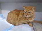 Adopt MASON a Domestic Short Hair