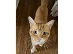 Adopt Milo a Tabby, Domestic Short Hair