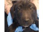 Adopt A1335622 a Pit Bull Terrier