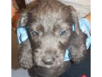 Adopt A1335625 a Pit Bull Terrier