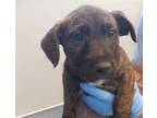 Adopt A1335621 a Pit Bull Terrier