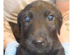 Adopt A1335623 a Pit Bull Terrier