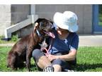 Adopt Phil a Pit Bull Terrier