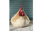Adopt EDISON* a Chicken
