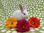 Adopt SWEET PEA* a Bunny Rabbit