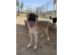 Adopt Fredrickson a Shepherd, Mixed Breed