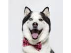 Adopt SHERLOCK a Husky