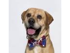 Adopt PEANUT a Labrador Retriever