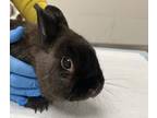 Adopt PETER a Netherland Dwarf