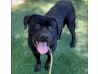 Adopt SQUINTS a American Staffordshire Terrier, Mixed Breed