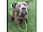 Adopt BIGGIE a Pit Bull Terrier