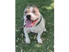 Adopt BRIER a Staffordshire Bull Terrier