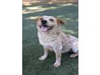 Adopt RANGER a Australian Cattle Dog / Blue Heeler