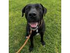 Adopt MAX a Labrador Retriever