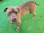 Adopt ARTHUR a Mastiff, Mixed Breed