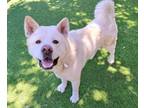 Adopt BABBS a Akita, Mixed Breed