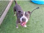 Adopt BLUEE a Pit Bull Terrier