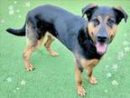 Adopt THEODORE a German Shepherd Dog, Mixed Breed