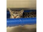 Adopt 403329 a Domestic Short Hair