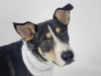 Adopt CHOWDER a Border Collie, Mixed Breed