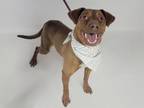 Adopt PICKLES a Harrier, Mixed Breed