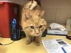 Adopt GEORGE a Domestic Short Hair