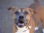 Adopt YOKAI a Pit Bull Terrier, Mixed Breed