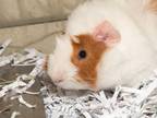 Adopt Crimini a Guinea Pig