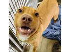 Adopt Goober a Mixed Breed