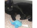 Adopt Panther, Willow Grove Event (FCID# 03/12/2024-111) a Domestic Short Hair