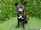 Adopt CORNELIUS a American Staffordshire Terrier, Pit Bull Terrier