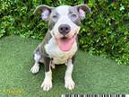 Adopt BANE a Pit Bull Terrier