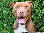 Adopt CHESTNUT a Pit Bull Terrier, Mixed Breed
