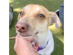 Adopt Pops a Jack Russell Terrier