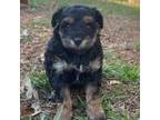 Mutt Puppy for sale in Travelers Rest, SC, USA