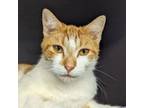 Adopt Starburst a Domestic Short Hair