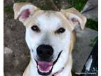 Adopt GUS a Labrador Retriever, Mixed Breed