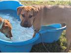 Adopt WASHINGTON a Black Mouth Cur, Mixed Breed